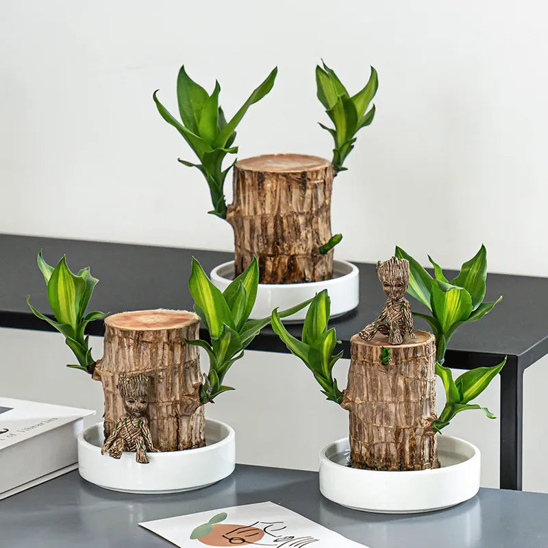 Lucky Brazil Wood Potted Plant 🌿 – Buy 1 Get 1 FREE 🔥 | Today Only! ⏳