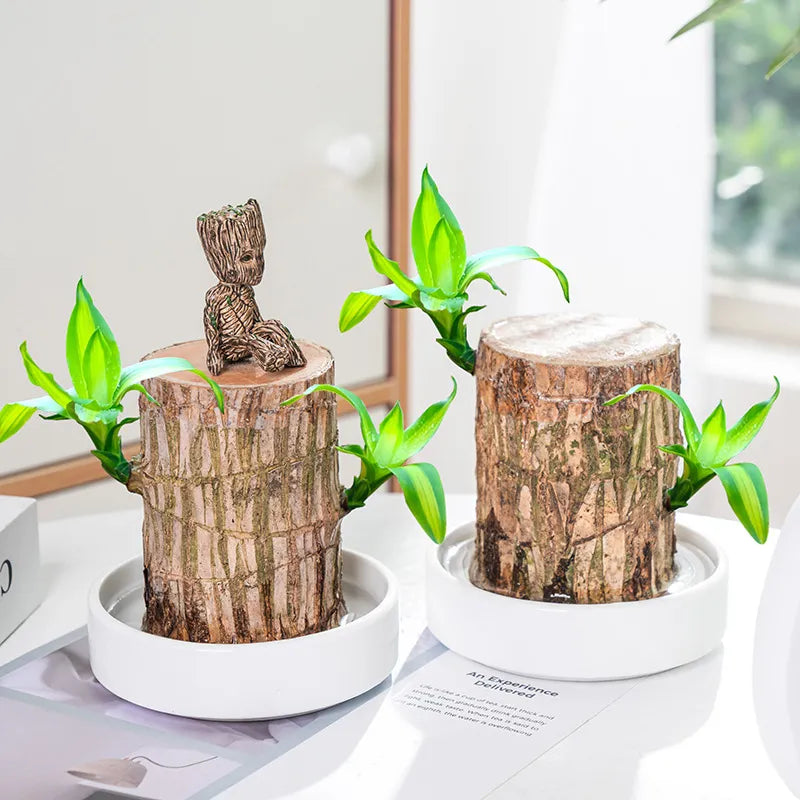 Lucky Brazil Wood Potted Plant 🌿 – Buy 1 Get 1 FREE 🔥 | Today Only! ⏳
