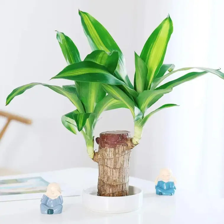 Lucky Brazil Wood Potted Plant 🌿 – Buy 1 Get 1 FREE 🔥 | Today Only! ⏳
