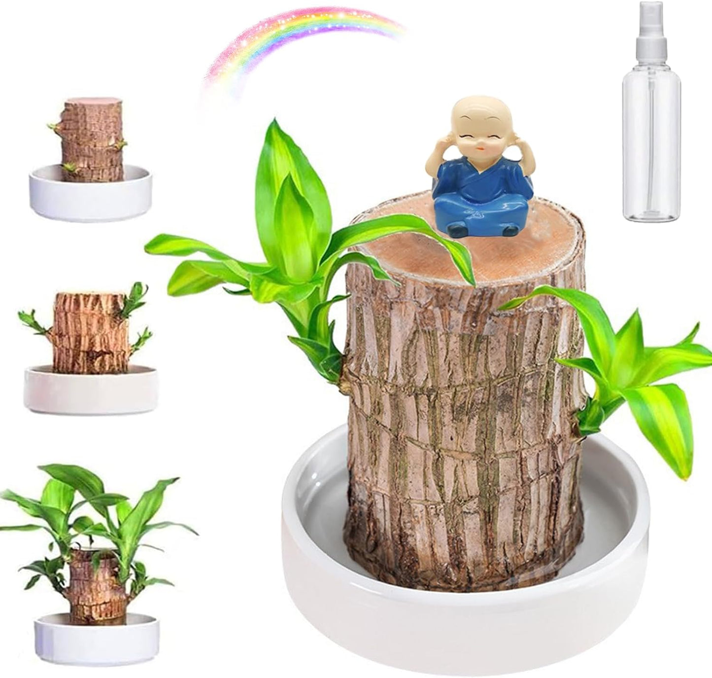 Lucky Brazil Wood Potted Plant 🌿 – Buy 1 Get 1 FREE 🔥 | Today Only! ⏳