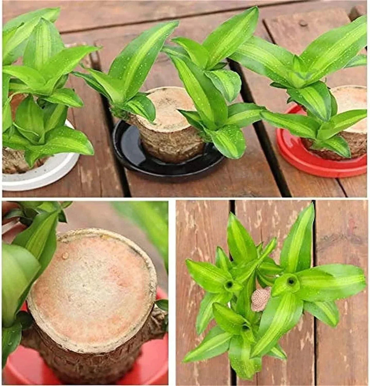 Lucky Brazil Wood Potted Plant 🌿 – Buy 1 Get 1 FREE 🔥 | Today Only! ⏳