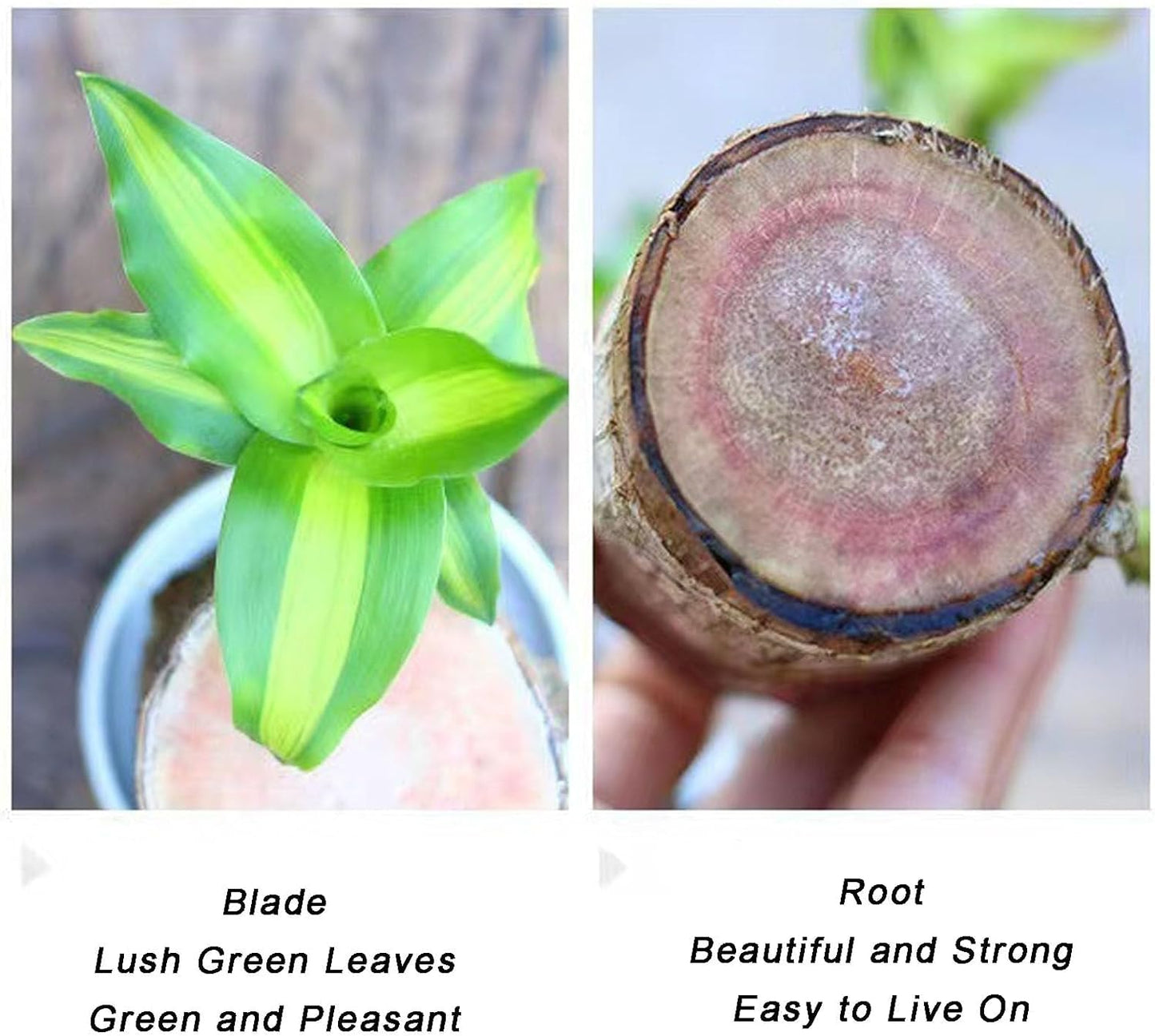 Lucky Brazil Wood Potted Plant 🌿 – Buy 1 Get 1 FREE 🔥 | Today Only! ⏳