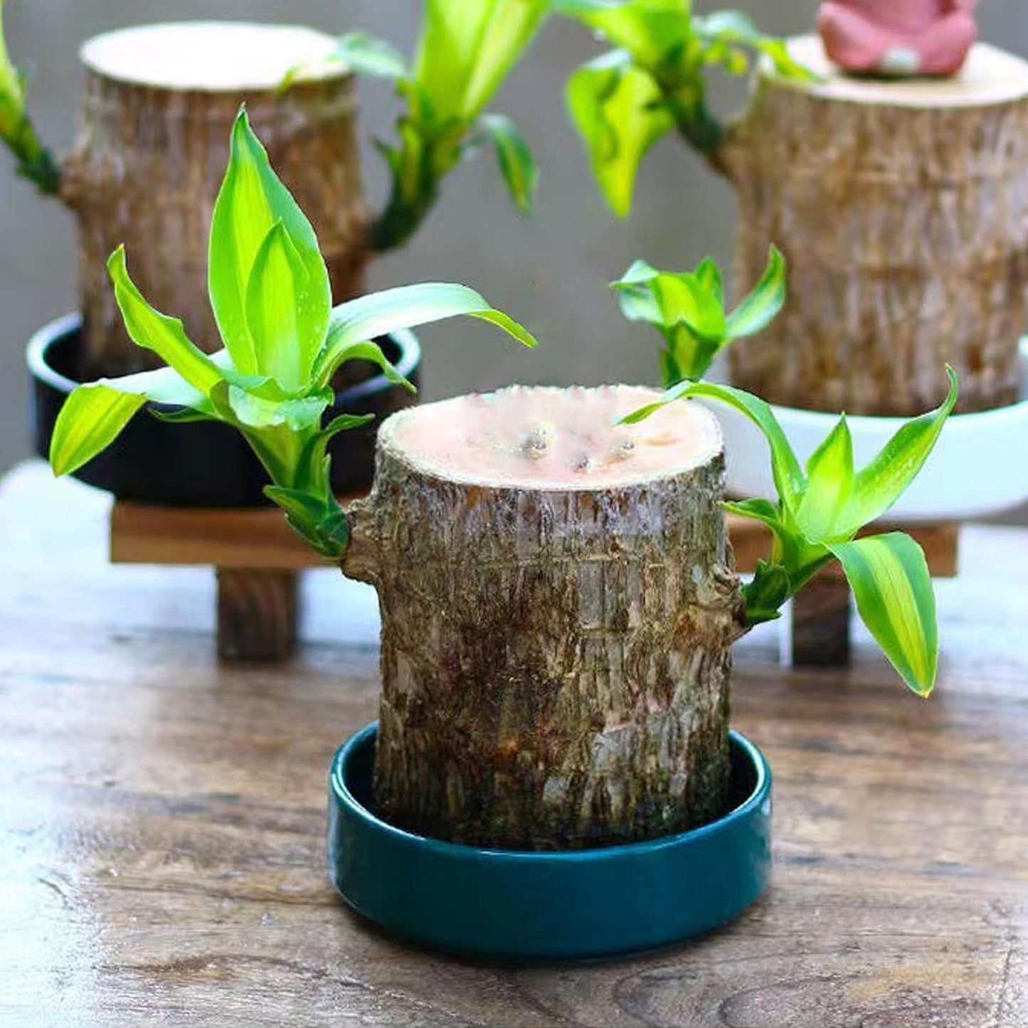 Lucky Brazil Wood Potted Plant 🌿 – Buy 1 Get 1 FREE 🔥 | Today Only! ⏳