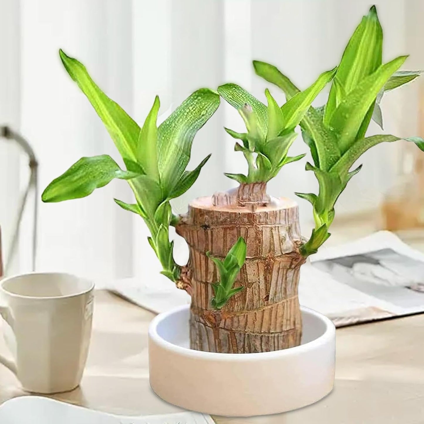 Lucky Brazil Wood Potted Plant 🌿 – Buy 1 Get 1 FREE 🔥 | Today Only! ⏳