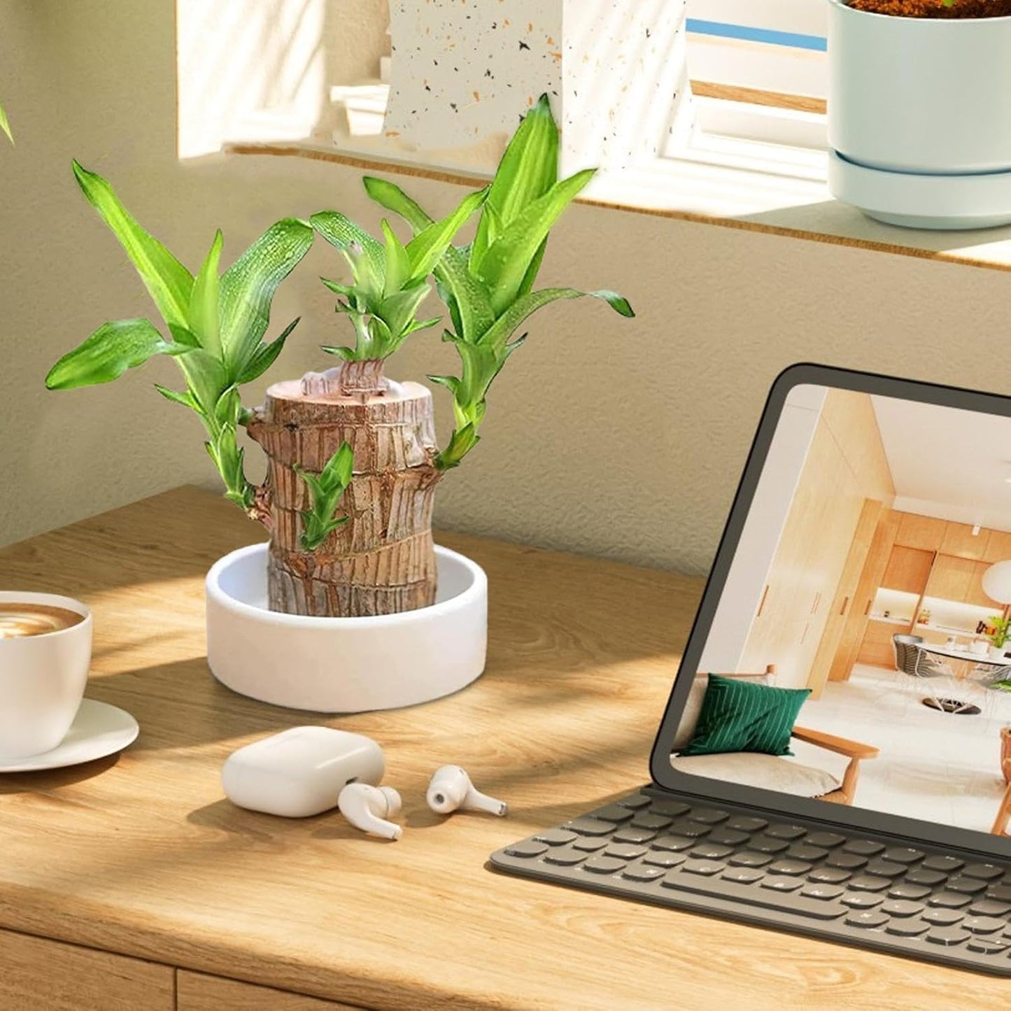 Lucky Brazil Wood Potted Plant 🌿 – Buy 1 Get 1 FREE 🔥 | Today Only! ⏳