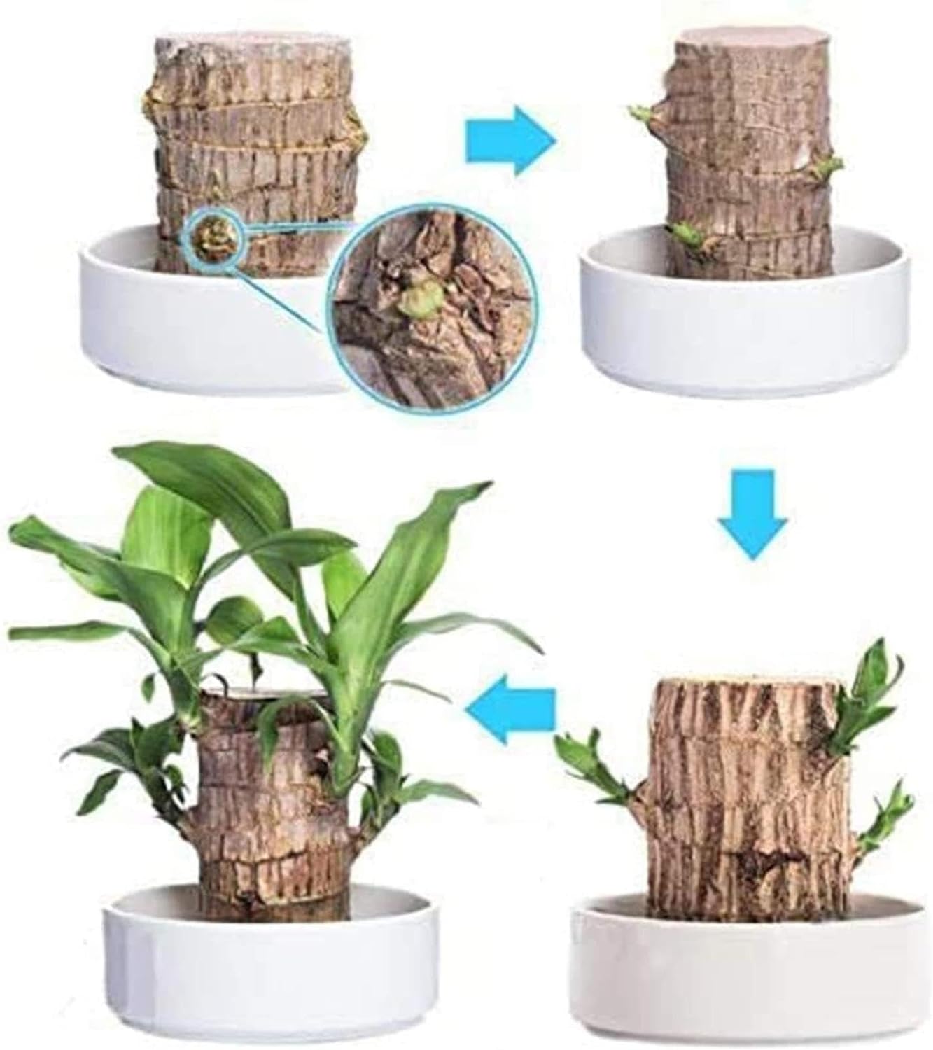 Lucky Brazil Wood Potted Plant 🌿 – Buy 1 Get 1 FREE 🔥 | Today Only! ⏳